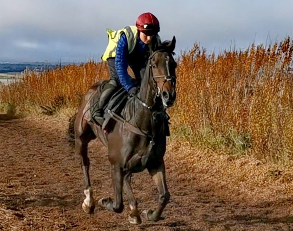 Recruiting!
✨️ Work rider
✨️ Amateur/Conditional Jockey
✨️Barn manager and assistant 

Join our ambitious team producing quality racehorses. 
Please private message us for more details.