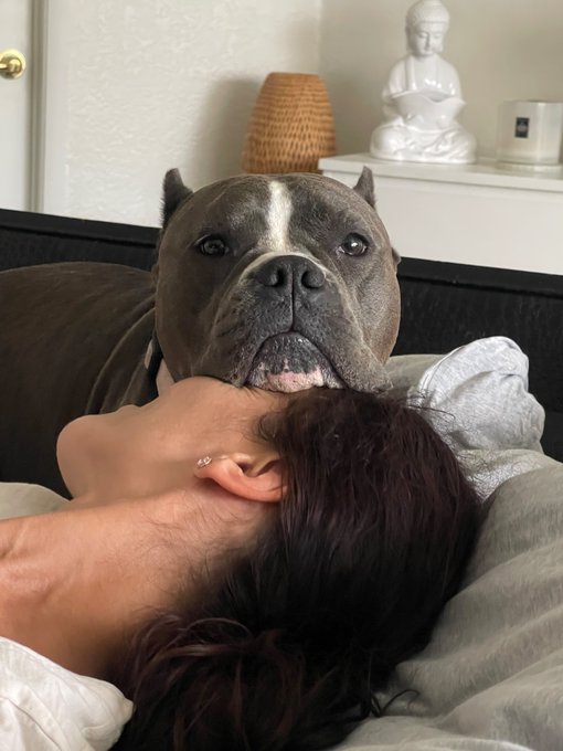 #sundayvibes #goodmorning #wedontdeservedogs #americanbully #doggylove #sundaymornings https://t.co/<a href="/tag/sundayvibes"class="tags">#sundayvibes</a><a href="/tag/goodmorning"class="tags">#goodmorning</a><a href="/tag/wedontdeservedogs"class="tags">#wedontdeservedogs</a><a href="/tag/americanbully"class="tags">#americanbully</a><a href="/tag/sundaymornings"class="tags"><span>#sundaymornings</span></a><a href="/tag/doggylove"class="tags"><span>#doggylove</span></a>