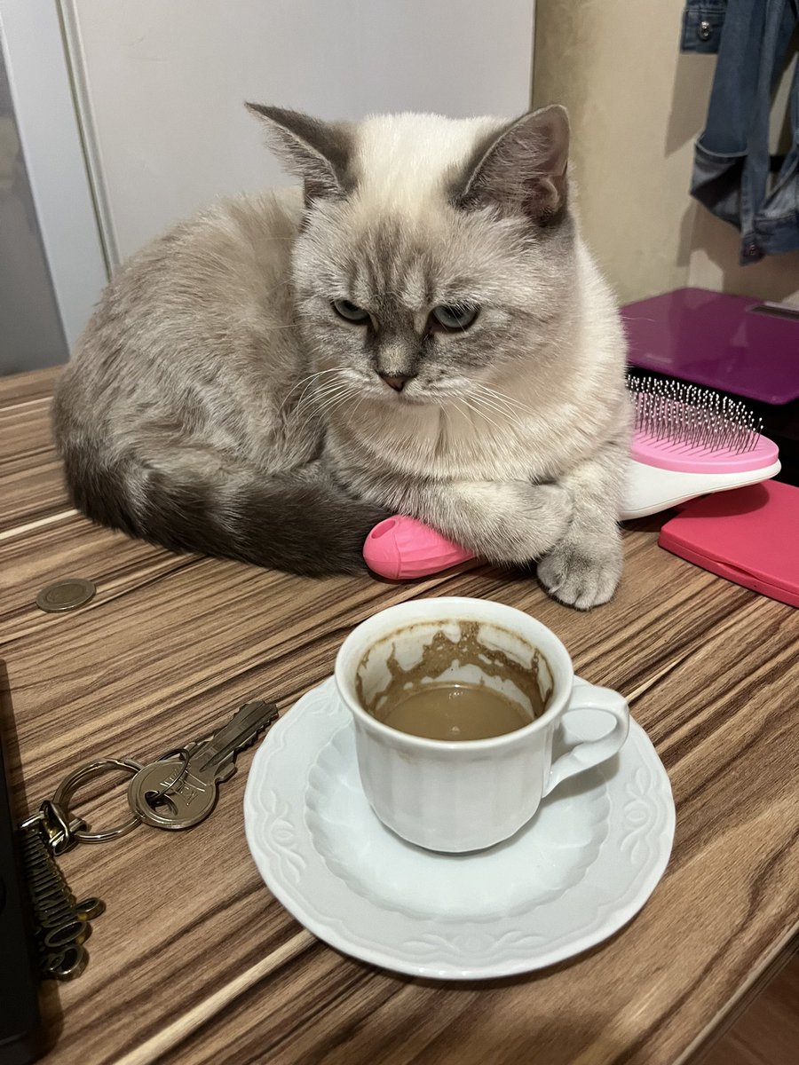 Biraz taradım sonra da dibek kahvesi yaptım. Mahalledeki kedilerin dedikodusunu yapıyoruz. :)❤️