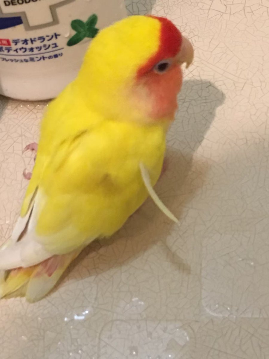 すごい気になる毛発見！！