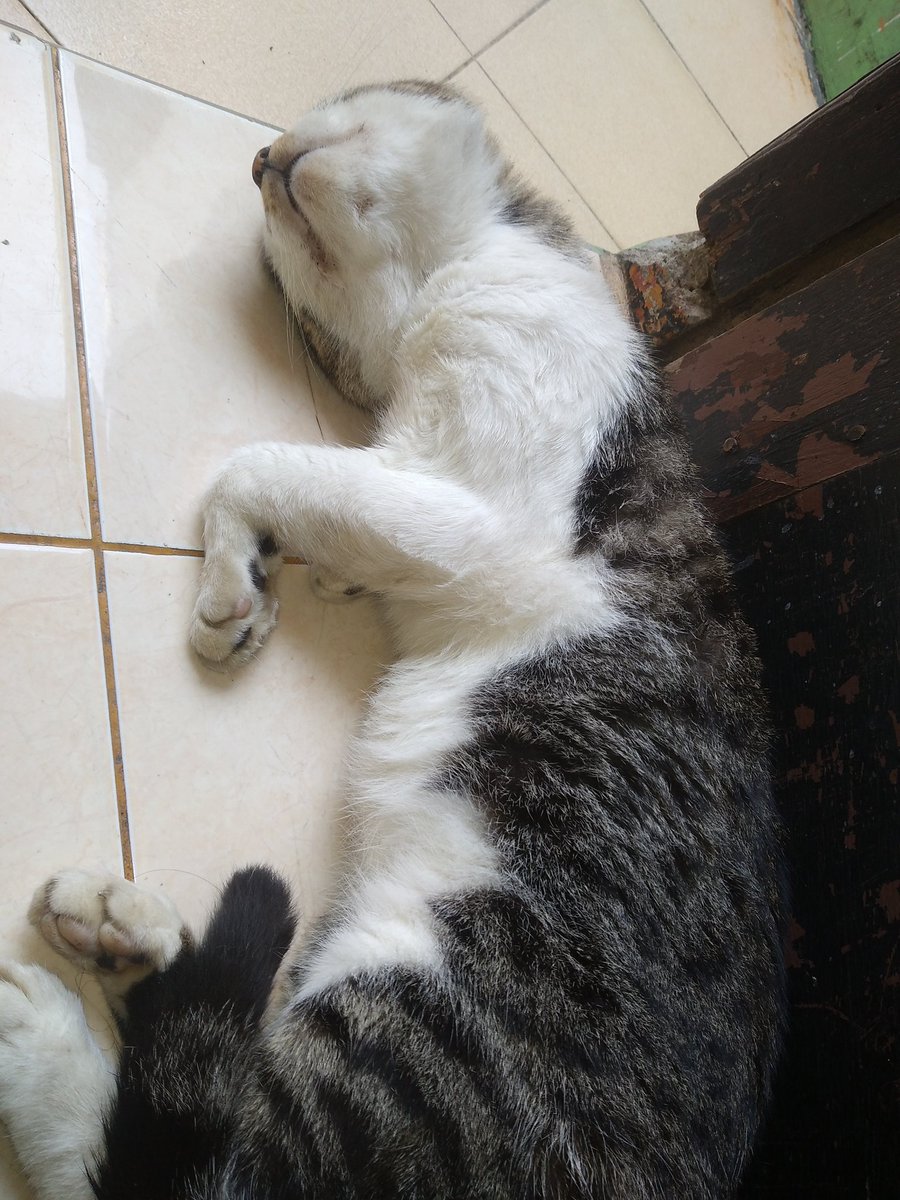 mkhlkhdp__'s tweet photo. @kochengfs Gatau malemnya abis ngapain, pagi2 plg tepar di dpn pintu 🤣🤣 https://t.co/jve7azSLh4