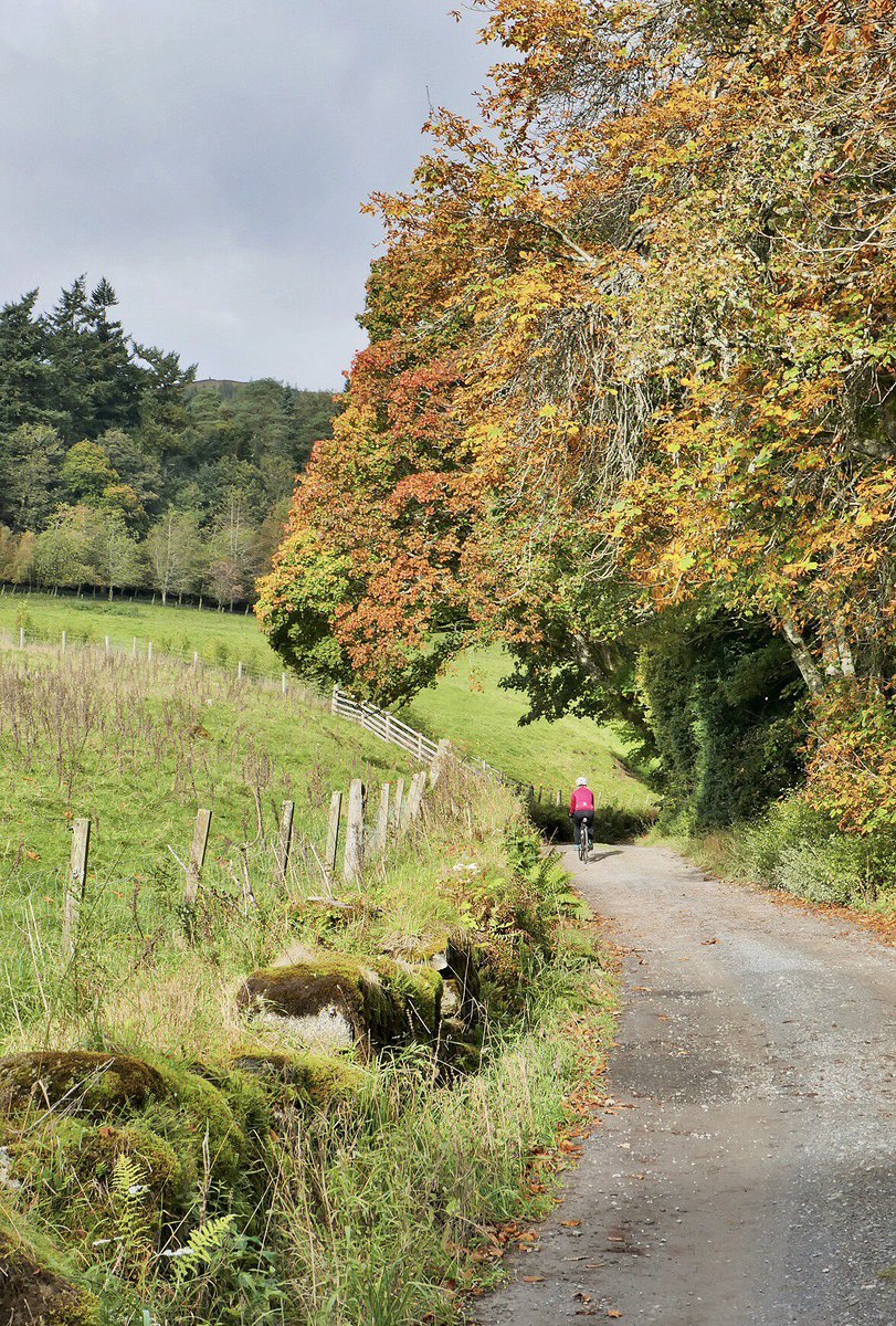 GCSScotland's tweet photo. Four from this mornings ride up and down Glen Tilt from home. Some superb #Autumn colour 🚴‍♂️🚴‍♀️ #BigTreeCountry Perthshire 🏴󠁧󠁢󠁳󠁣󠁴󠁿🍂🍁🍂🏴󠁧󠁢󠁳󠁣󠁴󠁿 https://t.co/RWMqVAdCz8