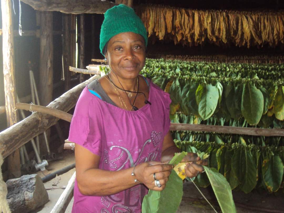 #Cuba celebra el día internacional de la mujer rural. Felicitaciones para quienes todos los días hacen producir la tierra y embellecen nuestros campos. #UnidosXCuba