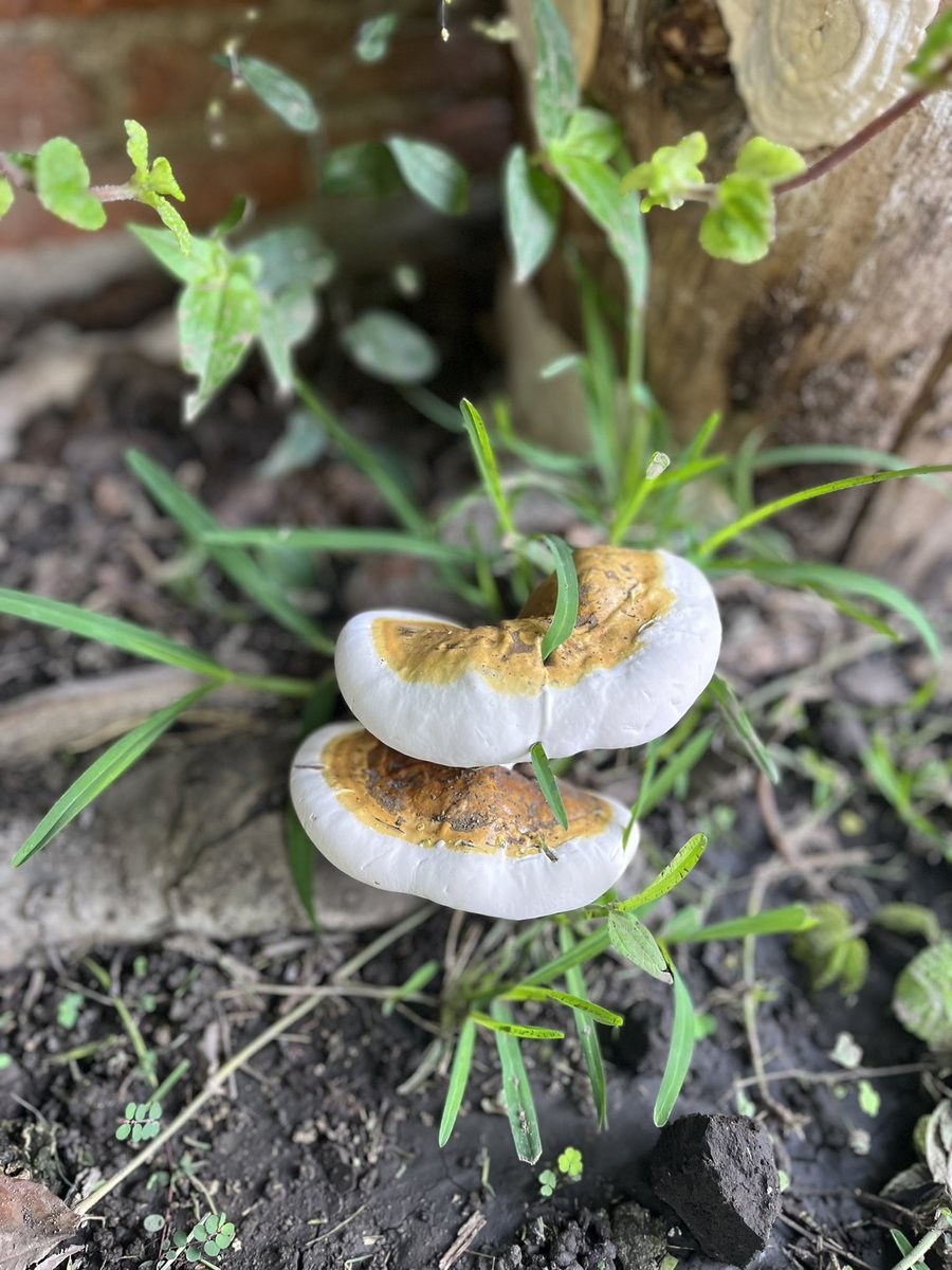 dsgn_notha's tweet photo. @Fungi_Cosas Hola, este par salió en el patio de la casa; nos ayudas a identificarlos? 🍄 Saludos https://t.co/jdWBMMyW6P