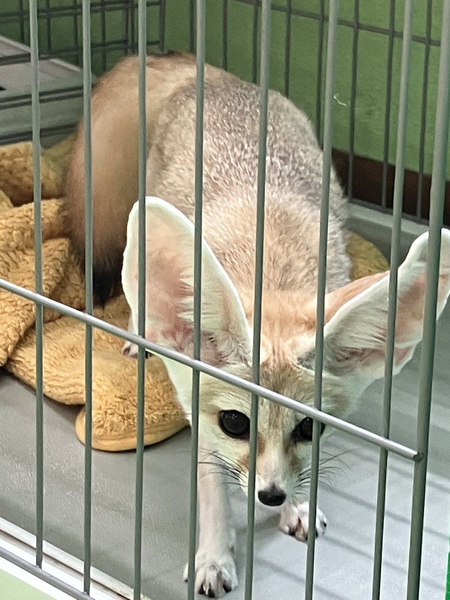 家の近くのペットショップにいたフェネック可愛かった😭お値段は可愛くなかったw