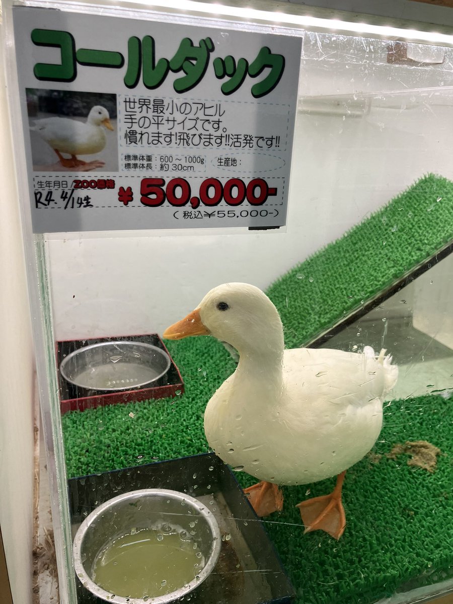 コールダックかわいー🪿