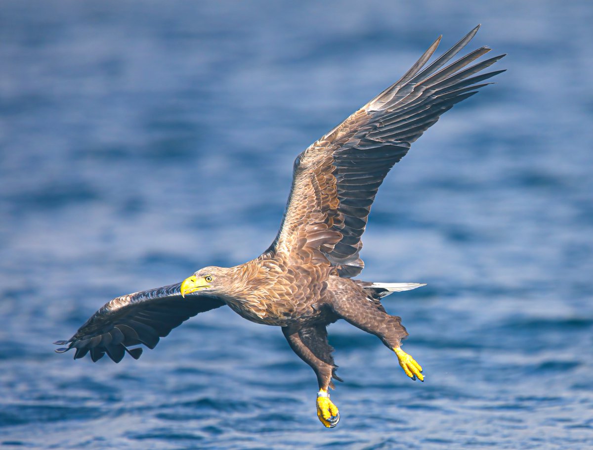Todays thread Birds in flight I’ll start with this drifting White tailed eagle 🦅