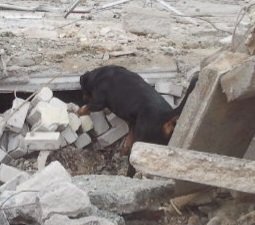 ♥︎ Faro ♥︎

Van pup tot een gecertificeerde reddingshond, net als zijn voorganger Baron.
Een heerlijke stabiele werkhond, ook een vrolijke allemansvriend.
Onze topper was een waardevolle kracht bij veel van onze zoekacties naar vermiste mensen. Gemis.

Rust zacht lieve Faro