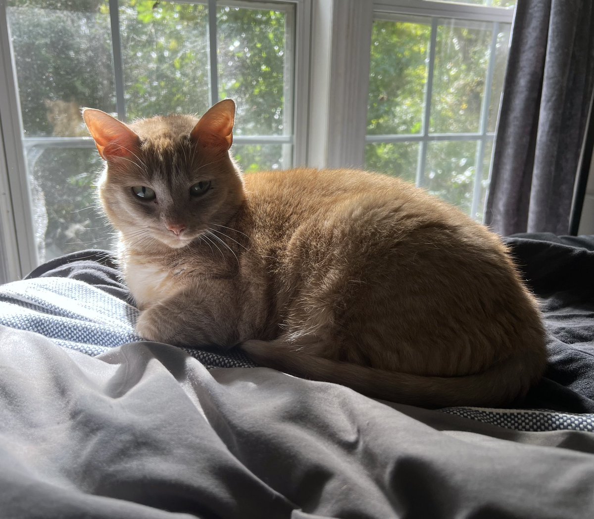 Kingfisher & Wombat tweet media