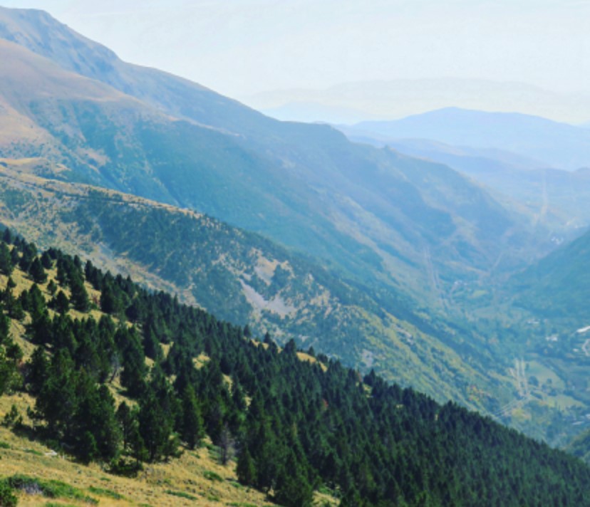 LColl_'s tweet photo. About 10 years later, these mountain pines (Pinus uncinata) that made the cover of @GEB_macro continue to grow and expand on former pastures of the Catalan Pyrenees in response to the progressive abandonment of traditional pastoral practices.
#landusechanges #Pyrenees #VallFosca https://t.co/iBJwEde8kR