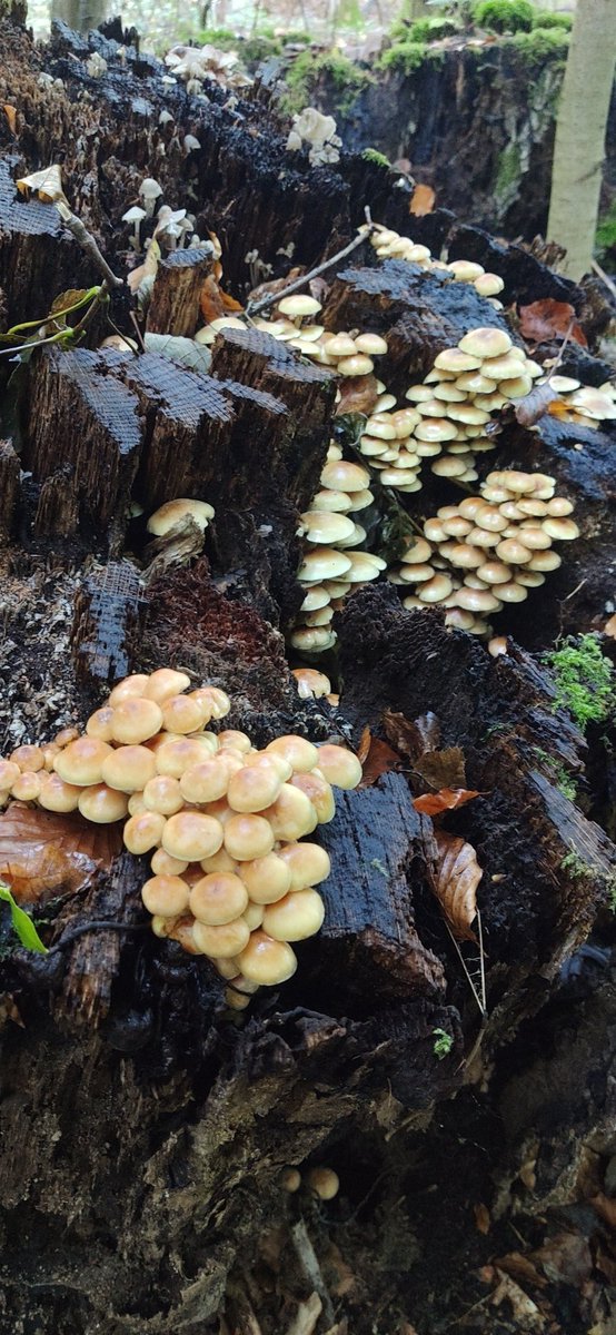 KaBlumenstein's tweet photo. It's fruiting body🍄 season in the colourful autumn forest 🍁🍃 around Kassel #Habichtswald in central Germany. Took my kids on a hike - we got to discover a lot of nature's diverse beauty!
#Coprinopsis picacea
#Lycoperdon perlatum
#Ramaria sp.
#Armillaria sp. https://t.co/FiuRHpOwcV