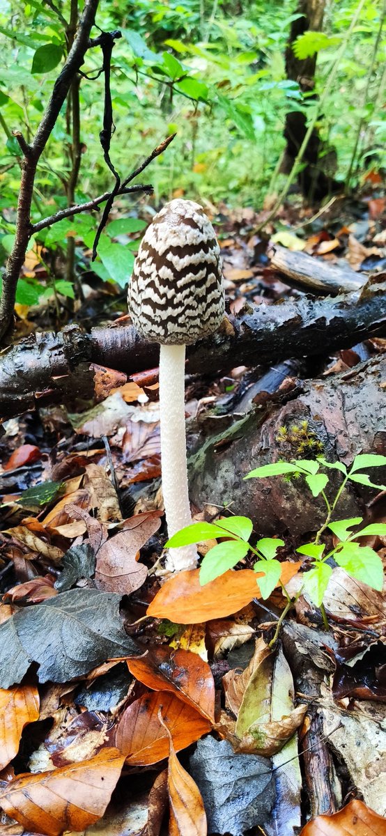 KaBlumenstein's tweet photo. It's fruiting body🍄 season in the colourful autumn forest 🍁🍃 around Kassel #Habichtswald in central Germany. Took my kids on a hike - we got to discover a lot of nature's diverse beauty!
#Coprinopsis picacea
#Lycoperdon perlatum
#Ramaria sp.
#Armillaria sp. https://t.co/FiuRHpOwcV