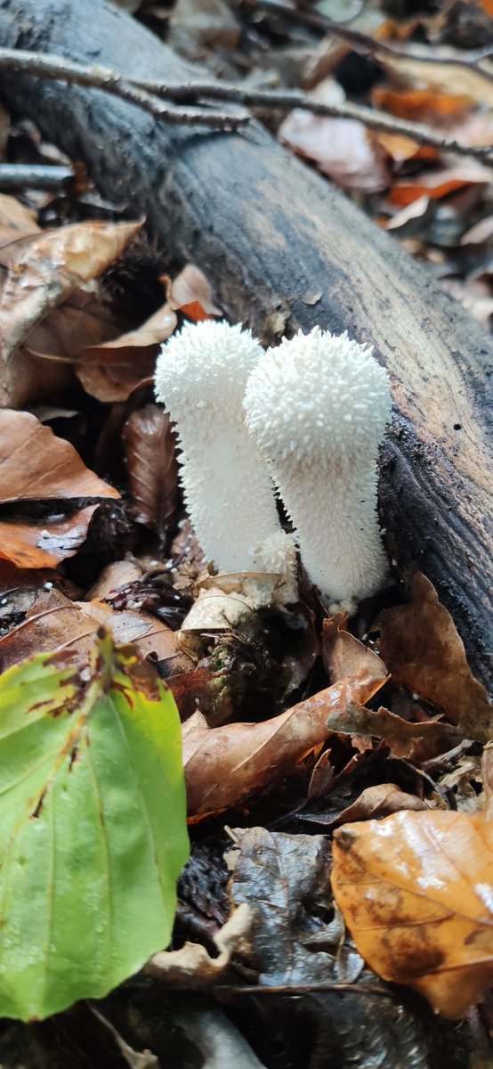 KaBlumenstein's tweet photo. It's fruiting body🍄 season in the colourful autumn forest 🍁🍃 around Kassel #Habichtswald in central Germany. Took my kids on a hike - we got to discover a lot of nature's diverse beauty!
#Coprinopsis picacea
#Lycoperdon perlatum
#Ramaria sp.
#Armillaria sp. https://t.co/FiuRHpOwcV