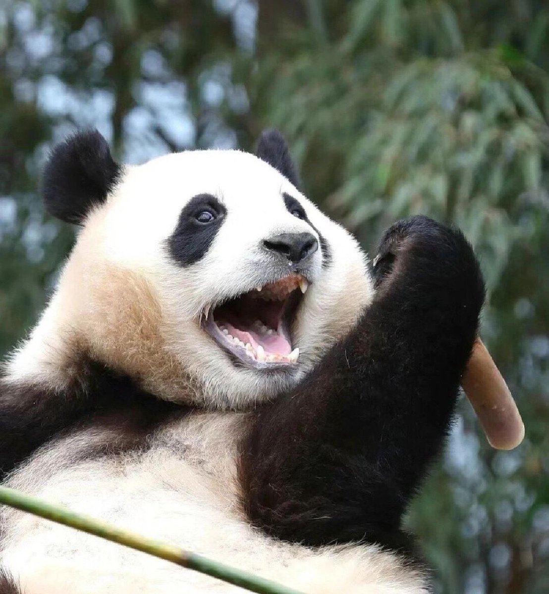 Cỏ Ba Lá ☘️ tweet media
