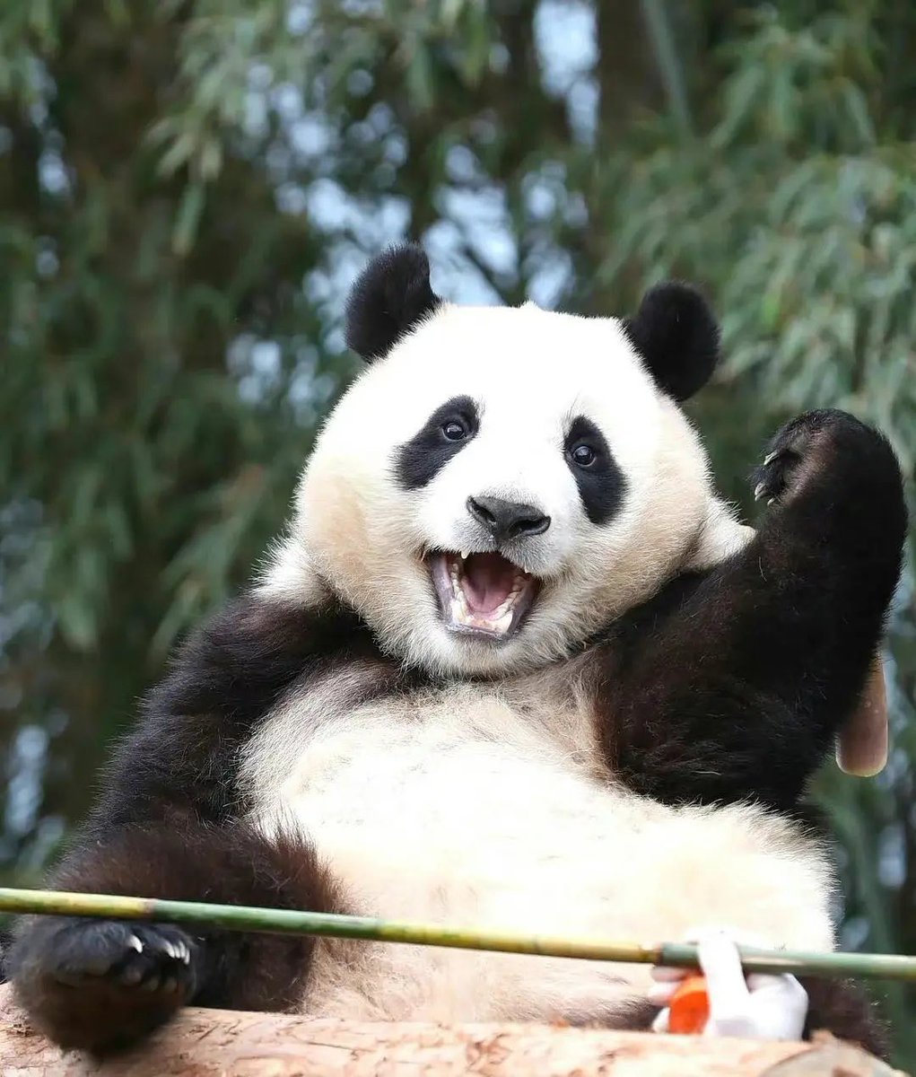 Cỏ Ba Lá ☘️ tweet media