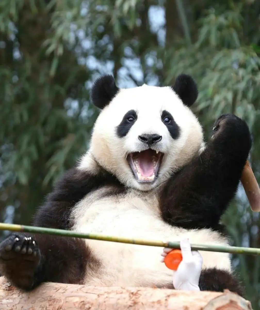 Cỏ Ba Lá ☘️ tweet media
