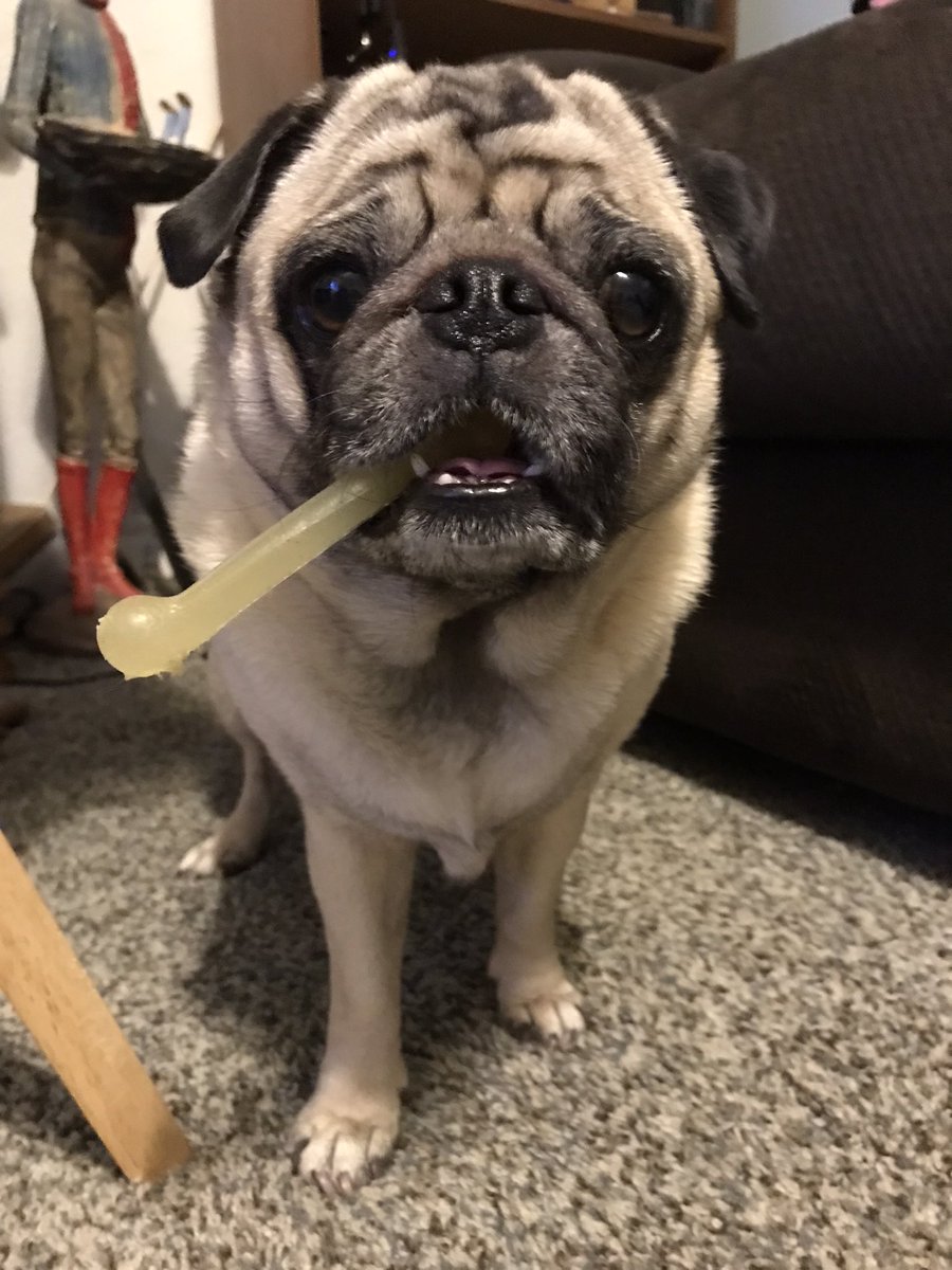 Topekavenger's tweet photo. @itsdougthepug https://t.co/jmYSoHnabD