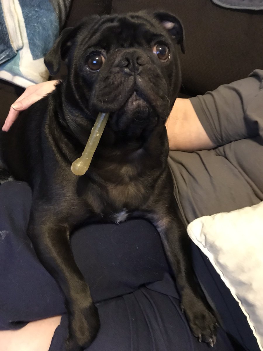Topekavenger's tweet photo. @itsdougthepug https://t.co/jmYSoHnabD