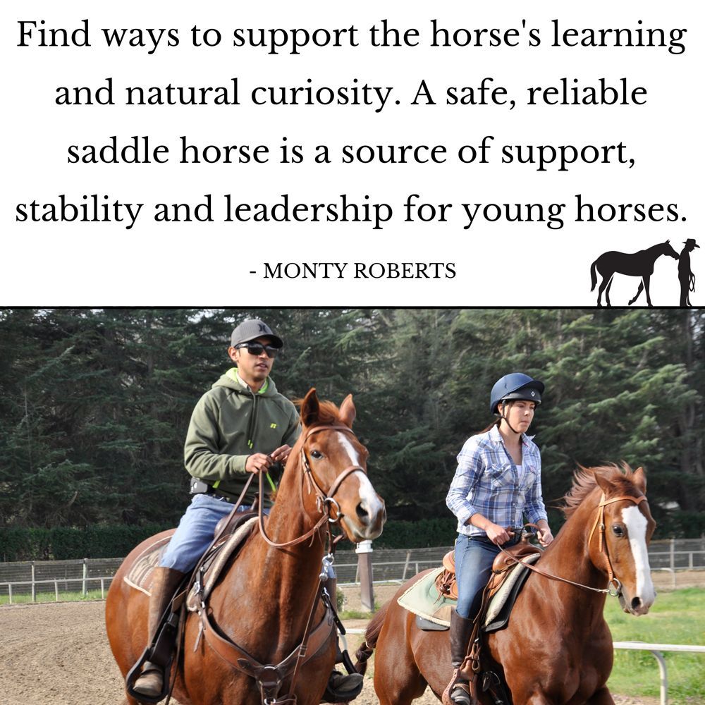 “Find ways to support the horse's learning and natural curiosity. A safe, reliable saddle horse is a source of support, stability and leadership for young horses.” Monty Roberts Go to montyrobertsuniversity.com/library to learn about the language and nature of horses. 📷 James Oliver