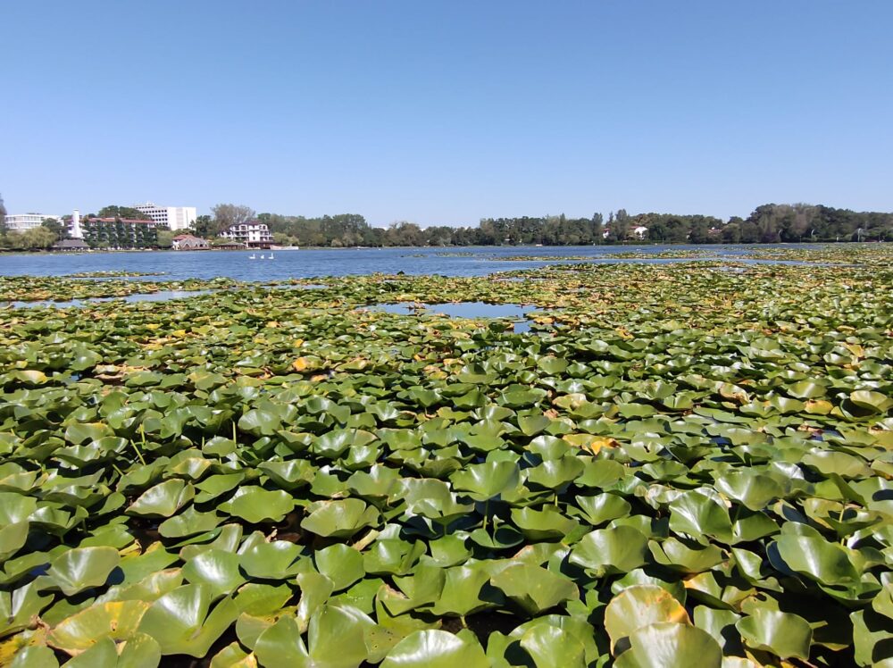 ZiarulAmprenta's tweet image. Primăria Mangalia concesionează unul dintre lacurile de la Neptun: Va fi închiriat pentru agrement nautic

Mai multe detalii puteți găsi pe ziarulamprenta.ro

#agrement #Concesionarul #cuveta #InformareCetățeni #lac #Mangalia #Neptun

ziarulamprenta.ro/administratie-…