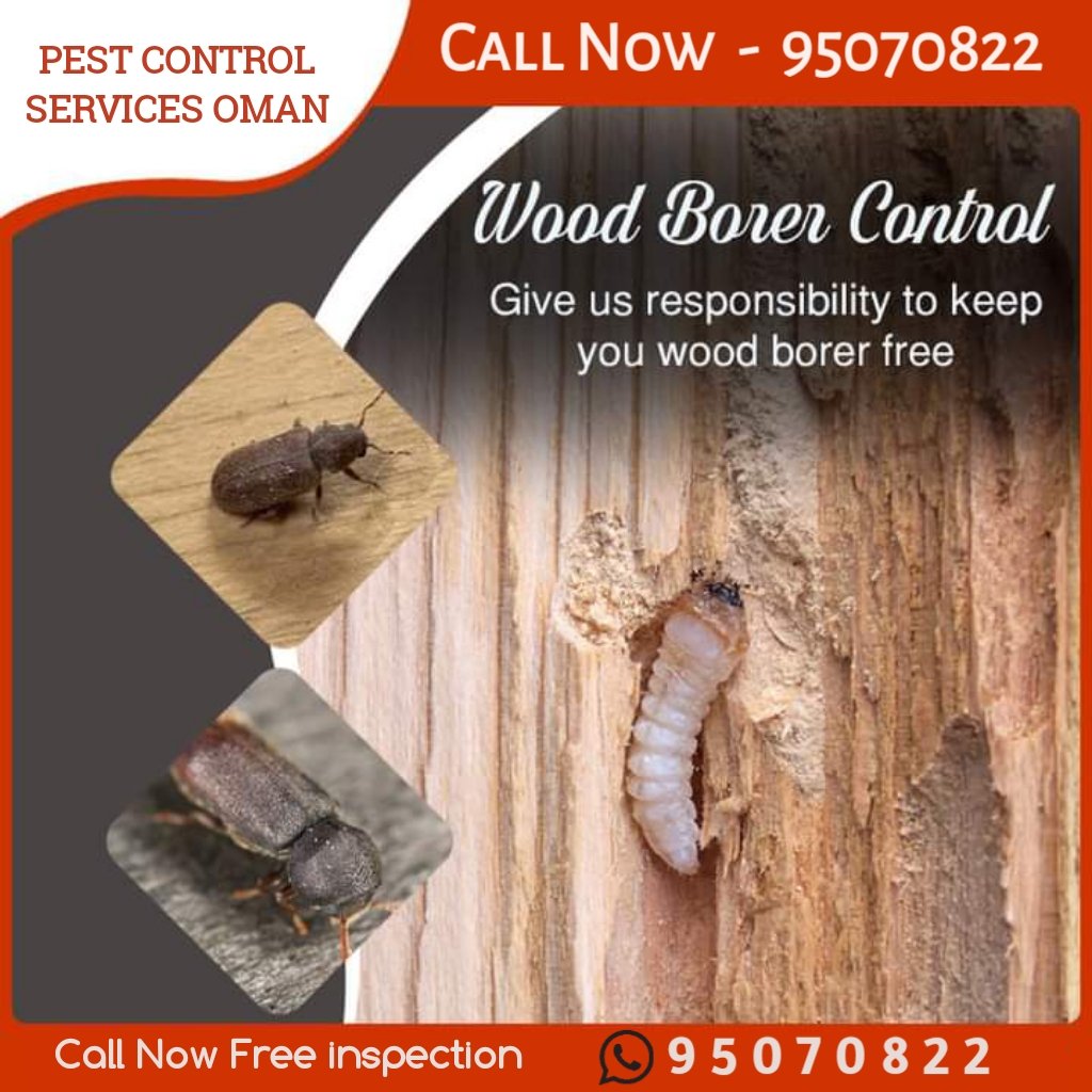 MuscatPest's tweet image. post construction termite treatment is carried out with a five year warranty. If any termite infestation is noticed within the five year warranty period, we will treat the affected areas at free of cost #termites 
#termiteproblem #termitecontrol #Termitecontrol #termitesolution