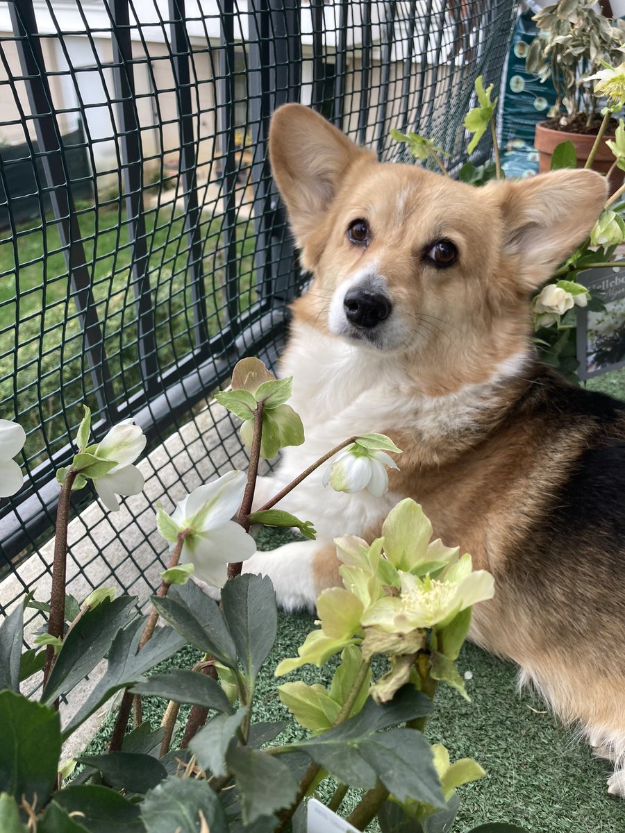Floriste_ink tweet media