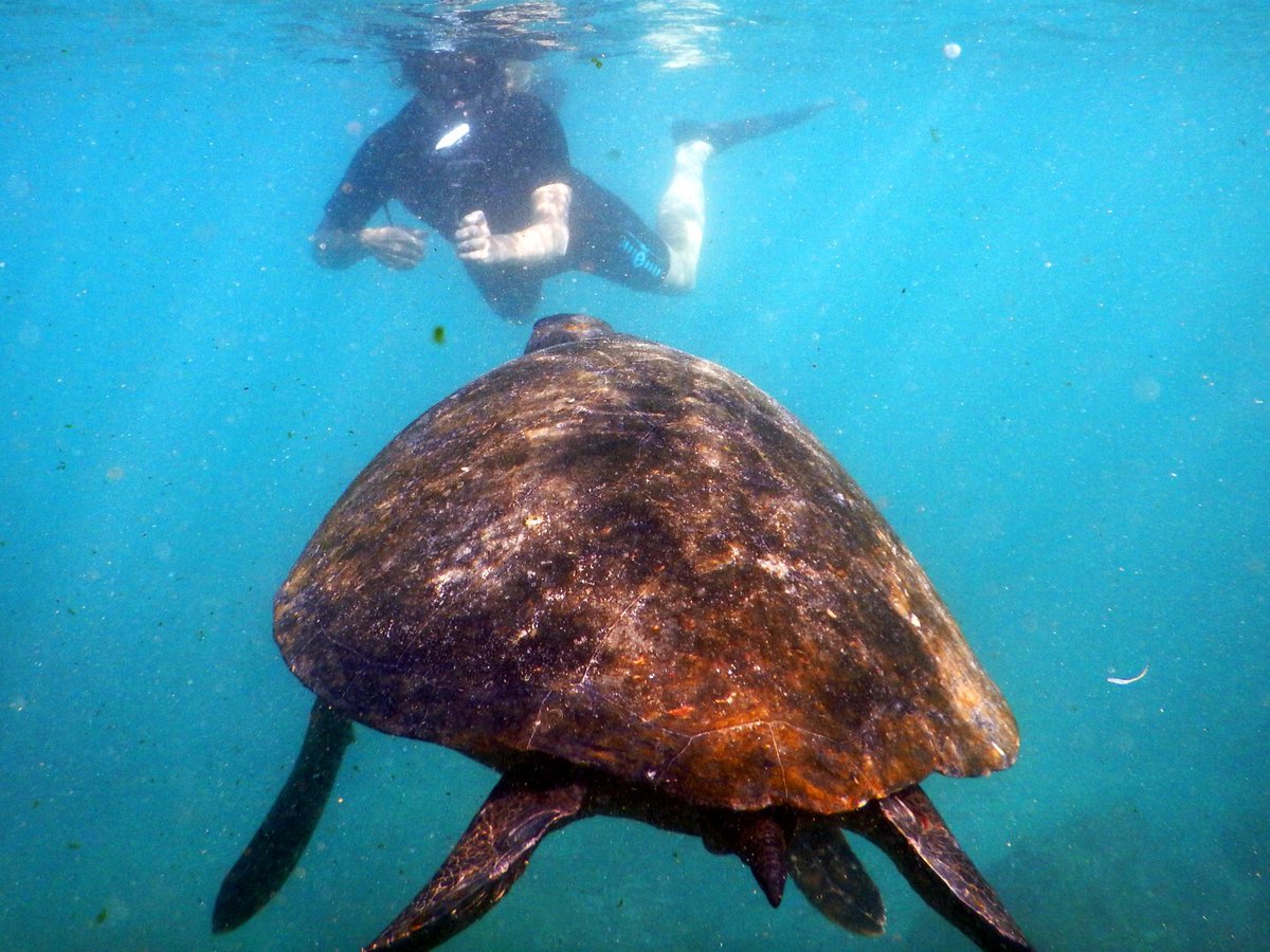 AWRadventures's tweet photo. Galapagos Island Hopping -- Galapagos Your Way! 

Customize your Galapagos experience with the activities and hotels that best suit your interests! https://t.co/6g5WVf7EqF https://t.co/1Y47x135jh