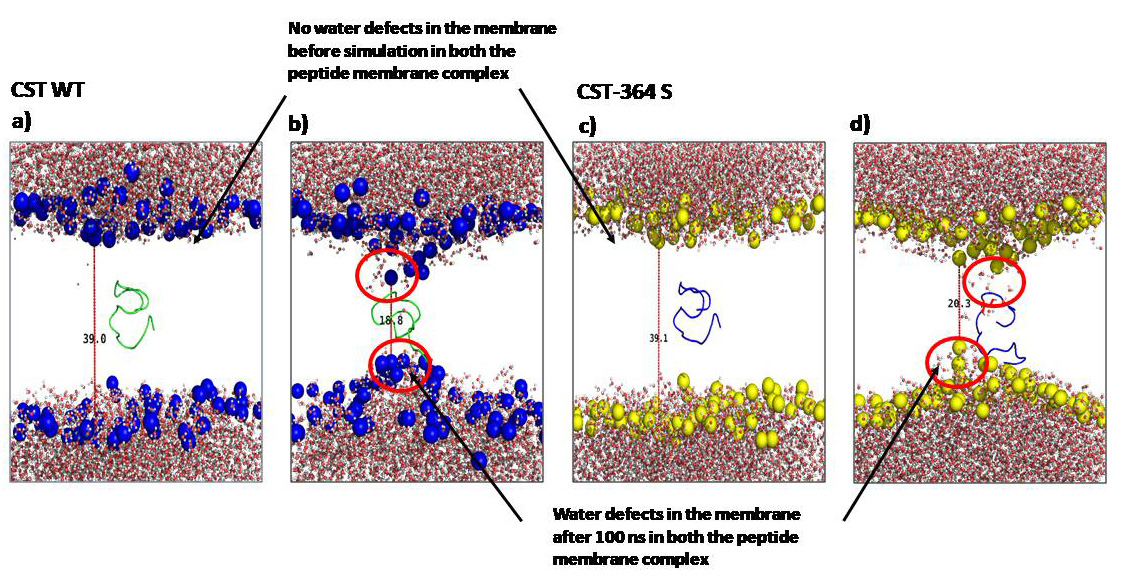 yakzaf's tweet photo. #newpublication #catestatin We utilized computational techniques and biophysical investigations, to explore how Catestatin a medically important peptide interacts with lipid bilayers @neophyte_writer brought this project to us from @urssahu (@DBT_NBRC)
https://t.co/Yv4mPGx1P4 1/3 https://t.co/TZs3dIr98G
