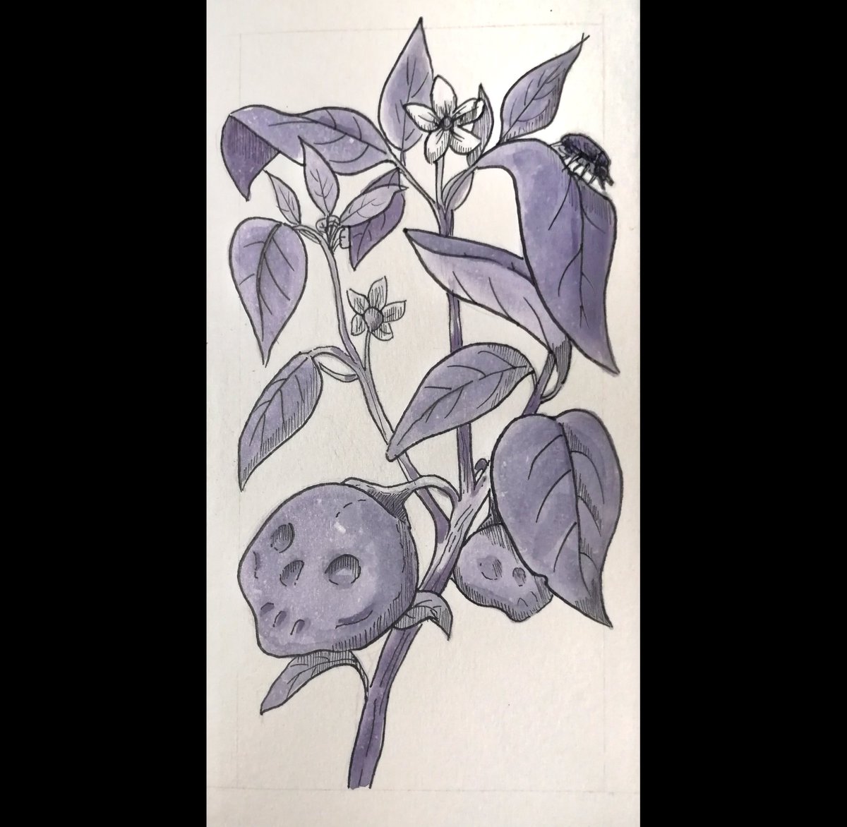eroviah_'s tweet photo. Catching up slowly after a 5 days long migraine session.

Day 10: Fortune
Day 11: Wander
Day 12: Spicey
Day 13: Rise https://t.co/vzgm2dwZCP