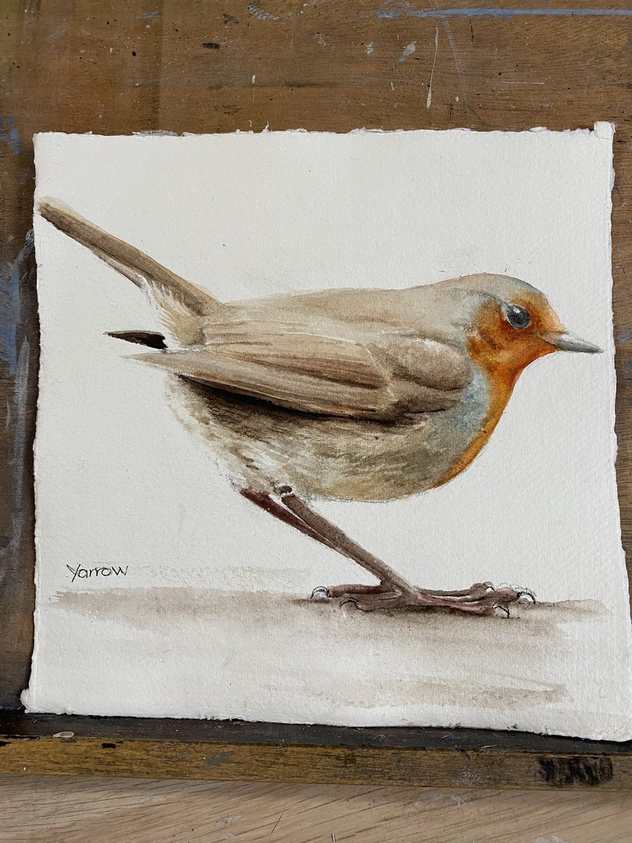 My favourite #garden #bird, a #robin, possibly with #Christmas in mind #art #originalart #watercolour #painting #scottishartist #MHHSBD #Handmade #UKGiftAM #artforsale #nature #wildlife #giftideas