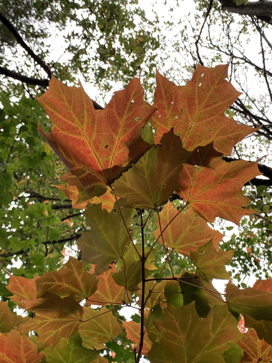 🍁