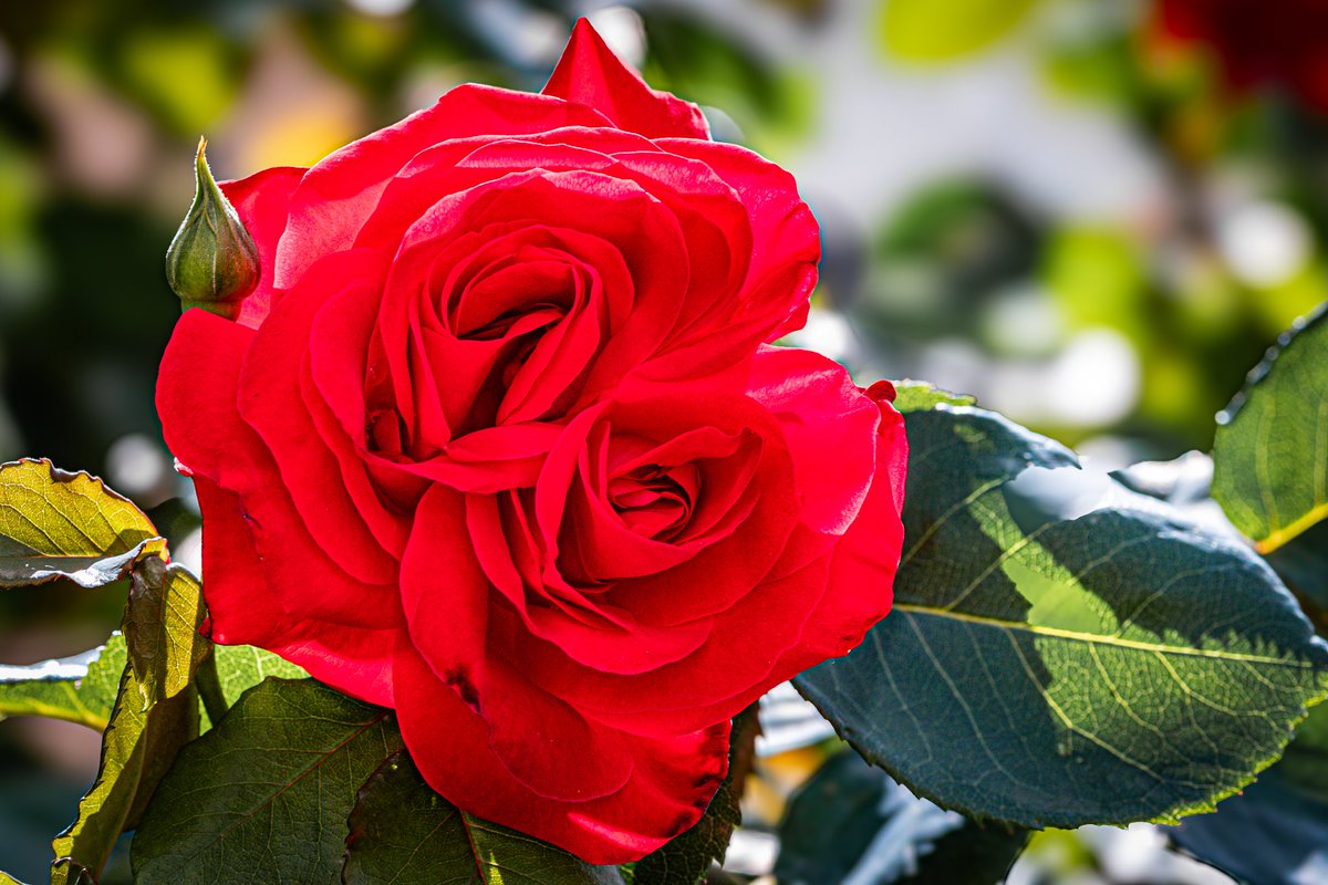 KyonyxPhoto's tweet photo. Mon amie la rose, dans sa grande bonté, nous a offert un moment privilégié, sa beauté en double dose.
#rose #doublerose #rosedouble #fleur #flower https://t.co/8qxdGUJ1TW
