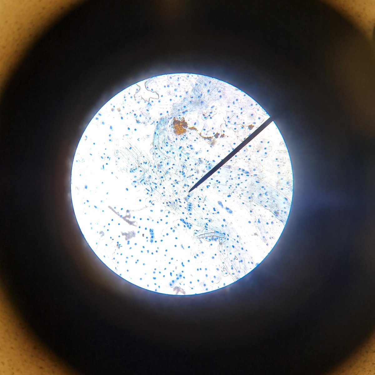 Garlic root tip cells prepared by year 12 students using Toluidine Blue stain.