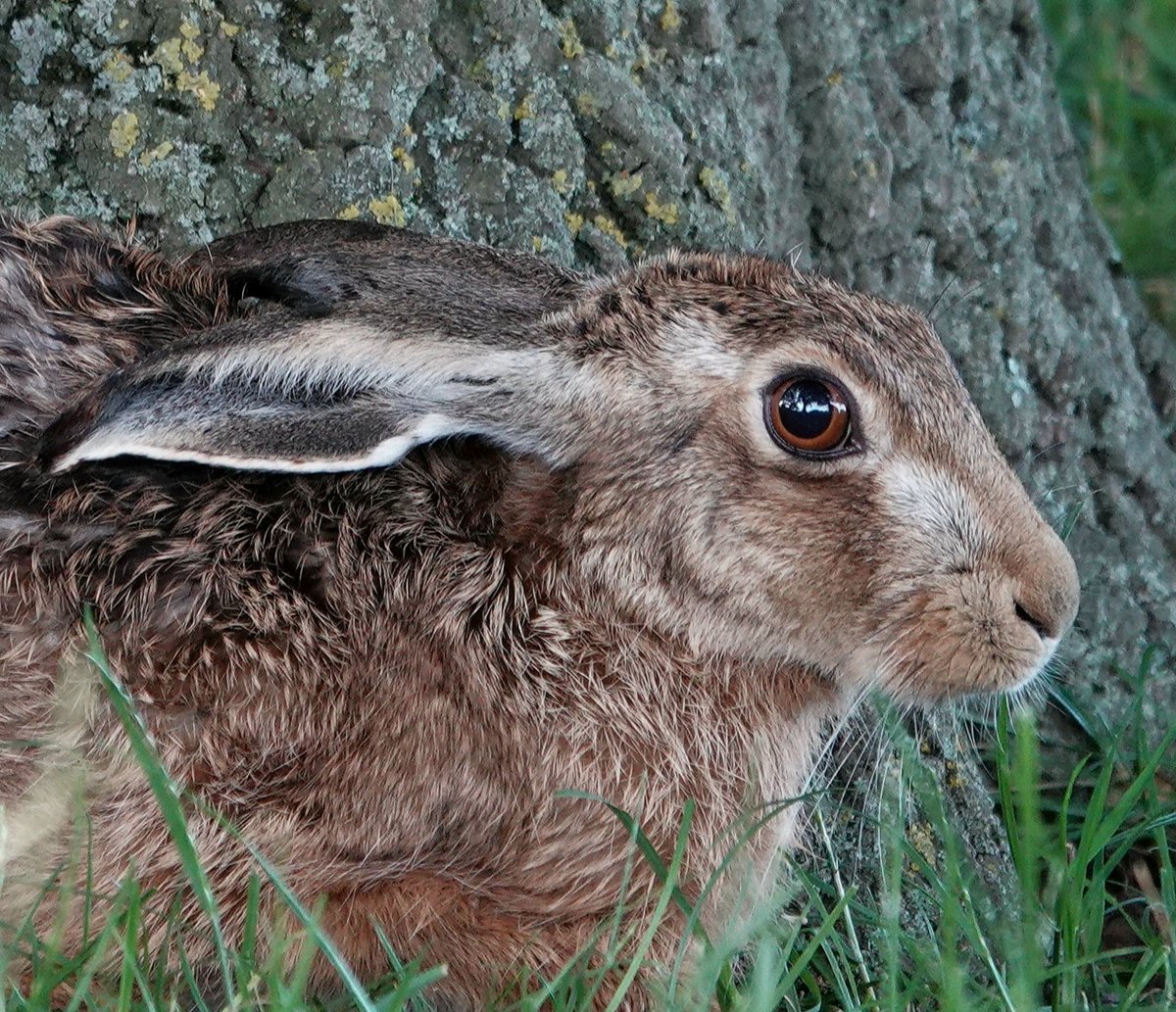 October brown hare in Althorp park.
There's something about hares that make them special.  No wonder they are entwined in our folklore. 
Conservation@althorp.com #Harold #brownhare #magical #enchanting #Spencerestates #sonyrx7