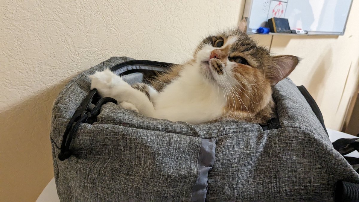 Это просто кошка в рюкзаке ждёт отопления