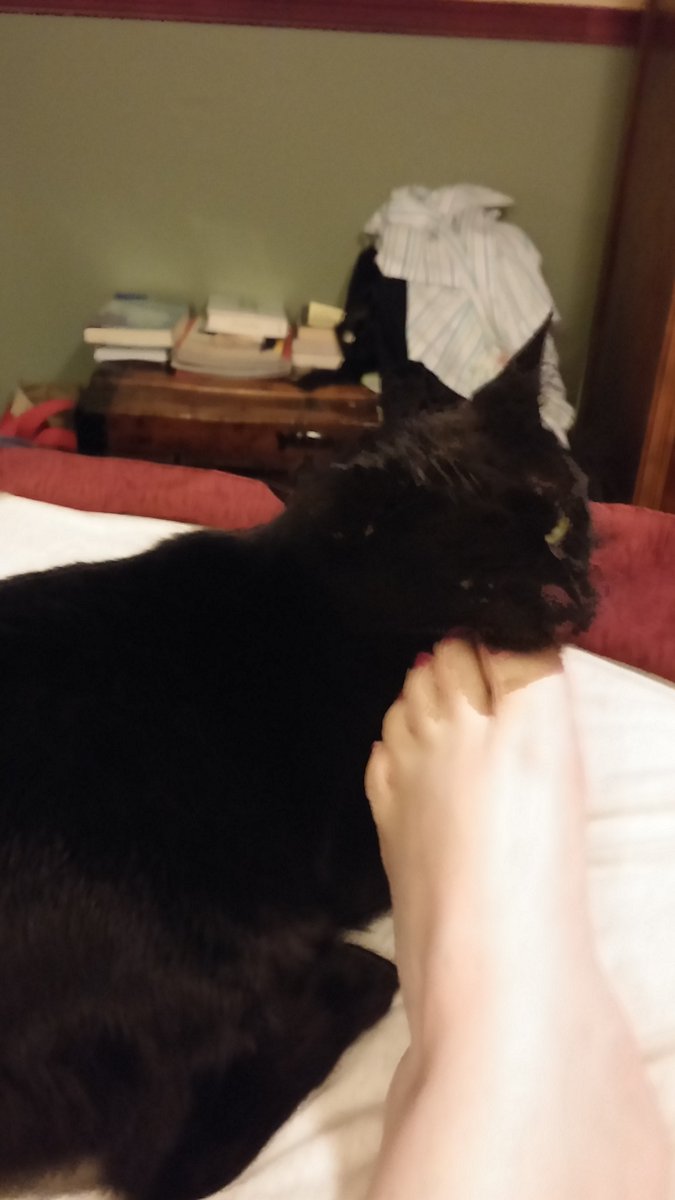 chrisunsubCM's tweet image. #CatsofTwitterX #Cats #Dashiell #Toes
Cats are wise
Cats are jerks
Cats eyes can see into the astral plane
Spying a black cat on a moonless night is a blessing, not a curse
Cats enjoy attention
Cats want people to read about them