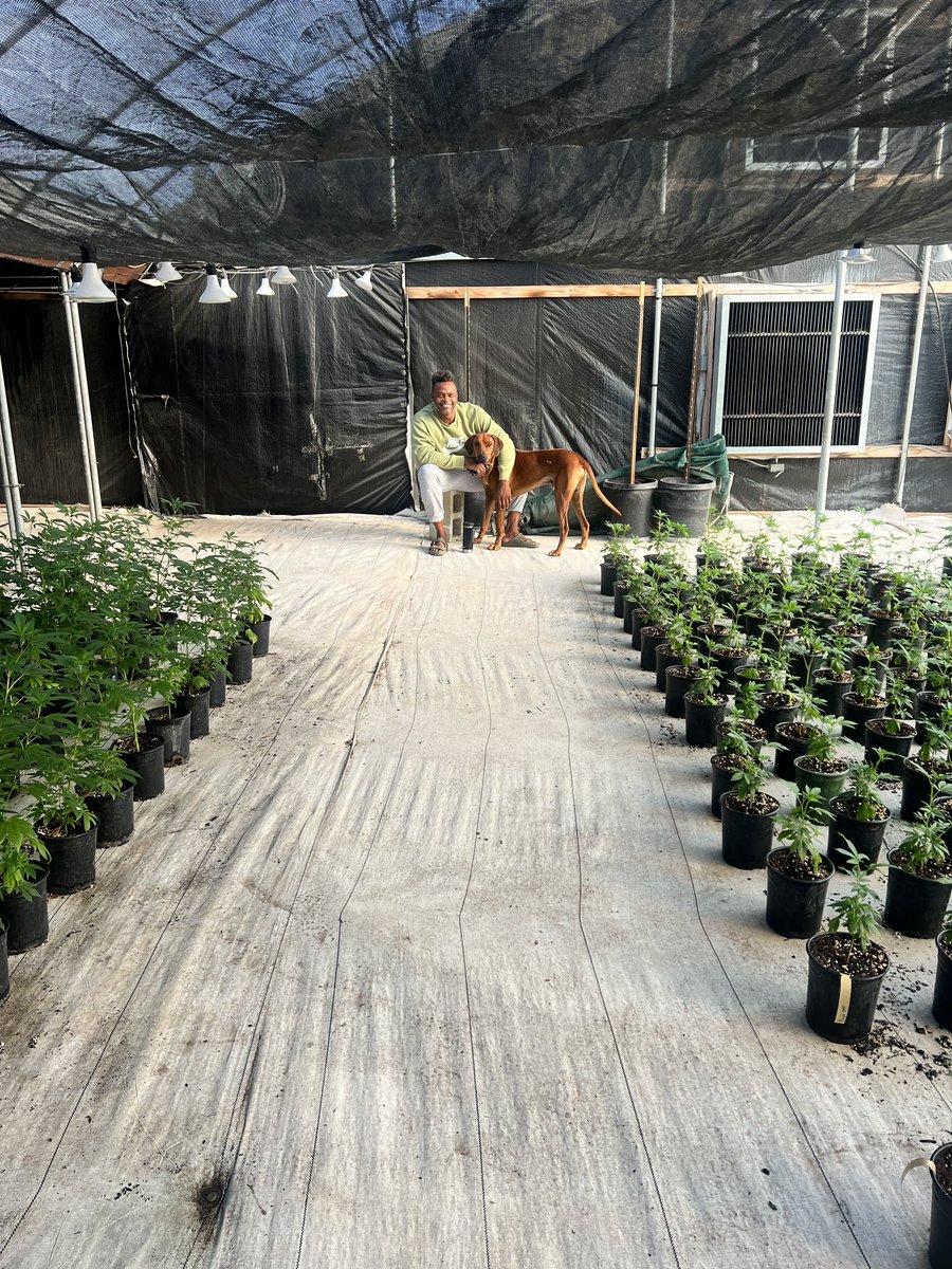 Happy rising from YAGA veg house.

#hempfarm #legalcanabis #canabis #sandiego #cbd