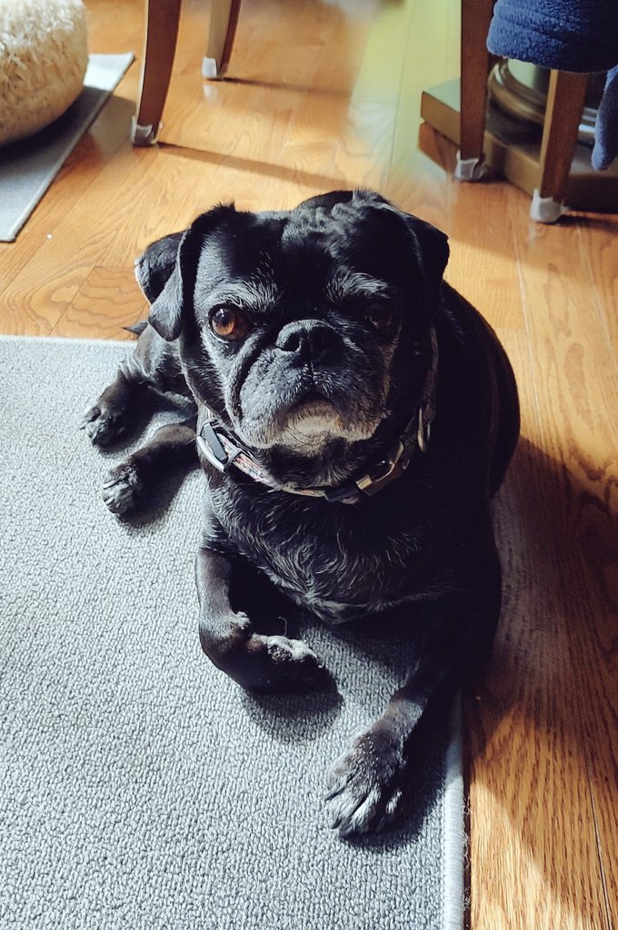 Every day is #NationalPugDay in this house with our boy Carmine the pug. #PugChat, #PugHead