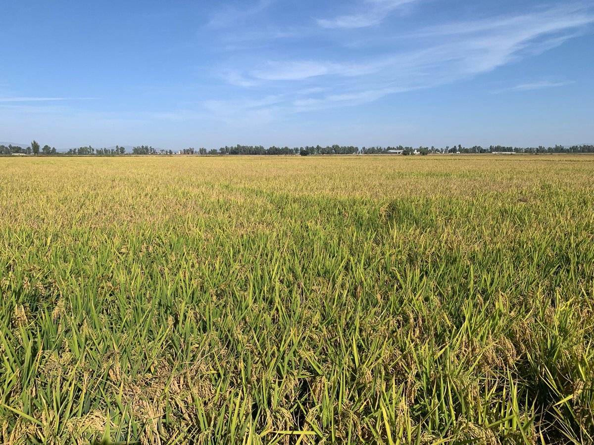 sipcam_iberia's tweet photo. 🌾 La última campaña del #arroz ha sido dificil
La #siembra algo tardía y el verano 🥵 han provocado que variedades sensibles a la #pyricularia hayan necesitado varios tratamientos.
Sin embargo, en estas parcelas se han logrado buenas producciones con nuestros #bioestimulantes 👏 https://t.co/G7sFYl3QVT