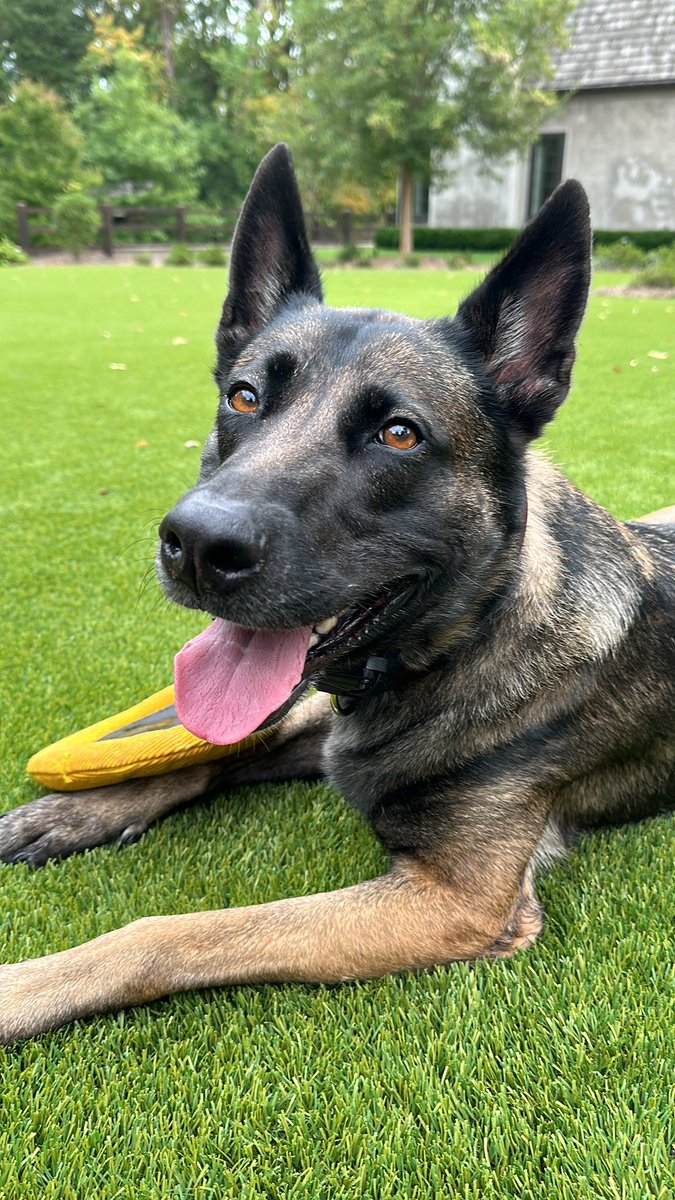 Yes this was a boys only trip! They’ve definitely made some memories. Sass and I have been quite busy. 🐶❤️