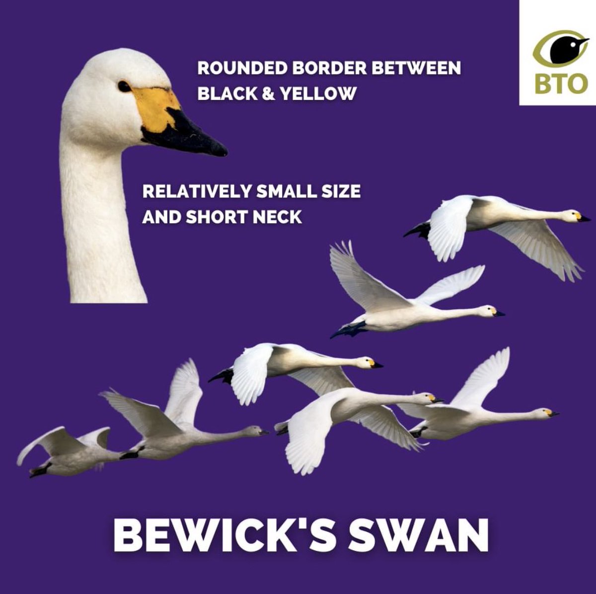 SwanwatchUk's tweet photo. HOW TO IDENTIFY #BEWICKS SWANS https://t.co/s3Ofbvv4Lj