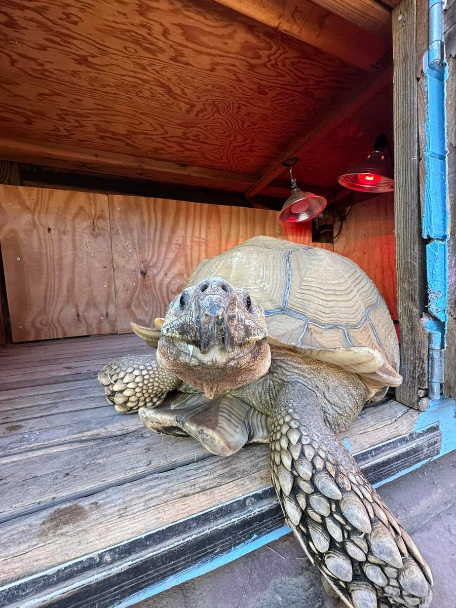 tortoise_loveer's tweet image. To day is best photo 😍😍
.
.
.
#turtlelove
#boxturtle
#turtlepower
#photoshop
#photographychallengepicture
#photographers
#photographychallengepicture