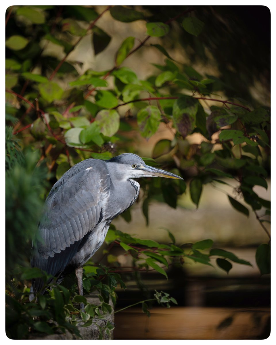 Keeping a close eye on things…
☀️😎📷
-
-
📍St James’ Park  
🗓️ Oct 2023

#timeoutlondon #picoftheday #travelblogger #travelphotography #ap_magazine #royalparks #theroyalparks #wildlife #bird #birds #birdphotography #wildlifephotography #rspb #london #londonparks #heron