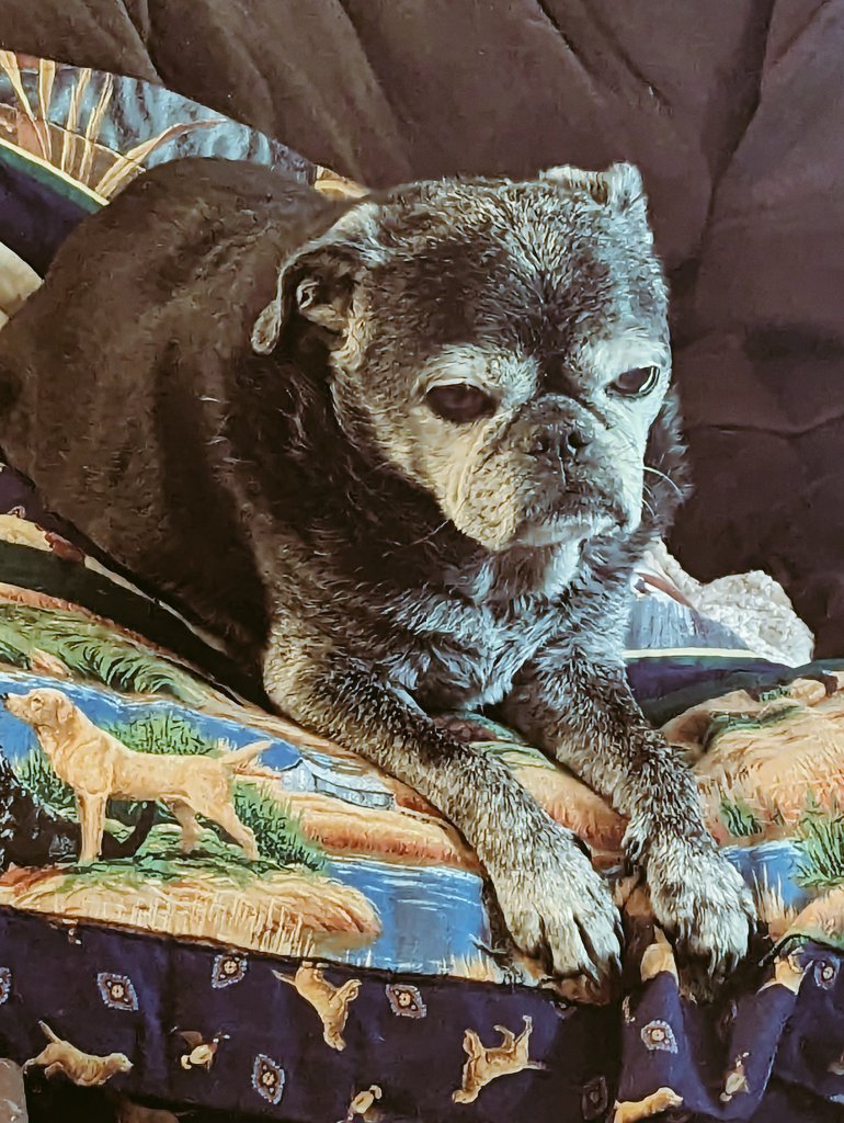 Hello dear hearts,
Today I is wishing you a wonderful Sunday.  I love dis life. I is so greatful for da family dat was given to me to love and cherish. I is so blessed to have da experience of life.

I wish you a day of love and light and laughter. I love you dear hearts ❤️🐾