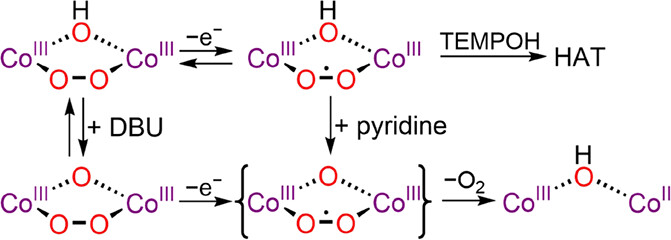 bhkenlo's tweet photo. Reactivities and Electronic Structures of μ-1,2-Peroxo and μ-1,2-Superoxo CoIIICoIII Complexes: Electrophilic Reactivity and O2 Release Induced by Oxidation | Inorganic Chemistry https://t.co/ZQUDJfQAJS Glaser and co-workers @InorgChem #cobalt #WOC #dinuclear #peroxo #HAT https://t.co/6iBxqlMKS4