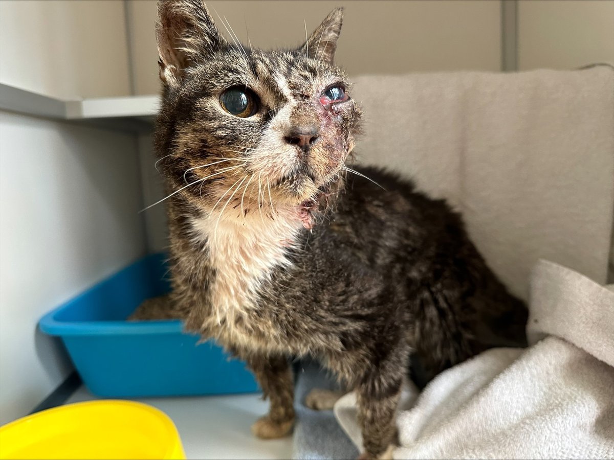 Gevonden in #Westzaan
Eigenaar gezocht, poes Kitty
Telefoonnummers op chip niet bereikbaar, staat op adres Sara Burgerhartstraat #Amsterdam #Zaandam ?
Bent of kent u de eigenaar?
Info Dierenzorg Zaanstreek 075-6156666 optie 3