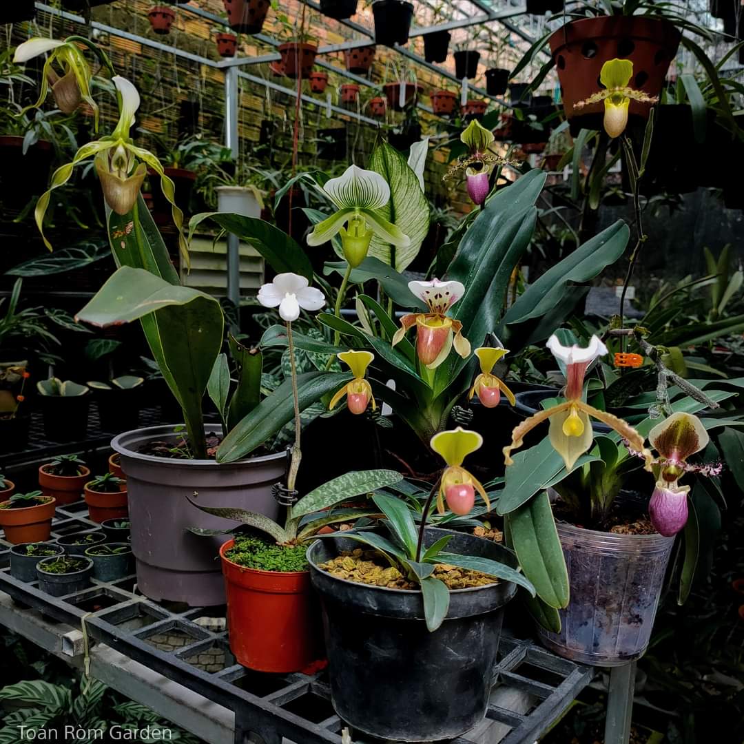 toanrom3198's tweet photo. Paphiopedilum https://t.co/LV9rGEYt6L