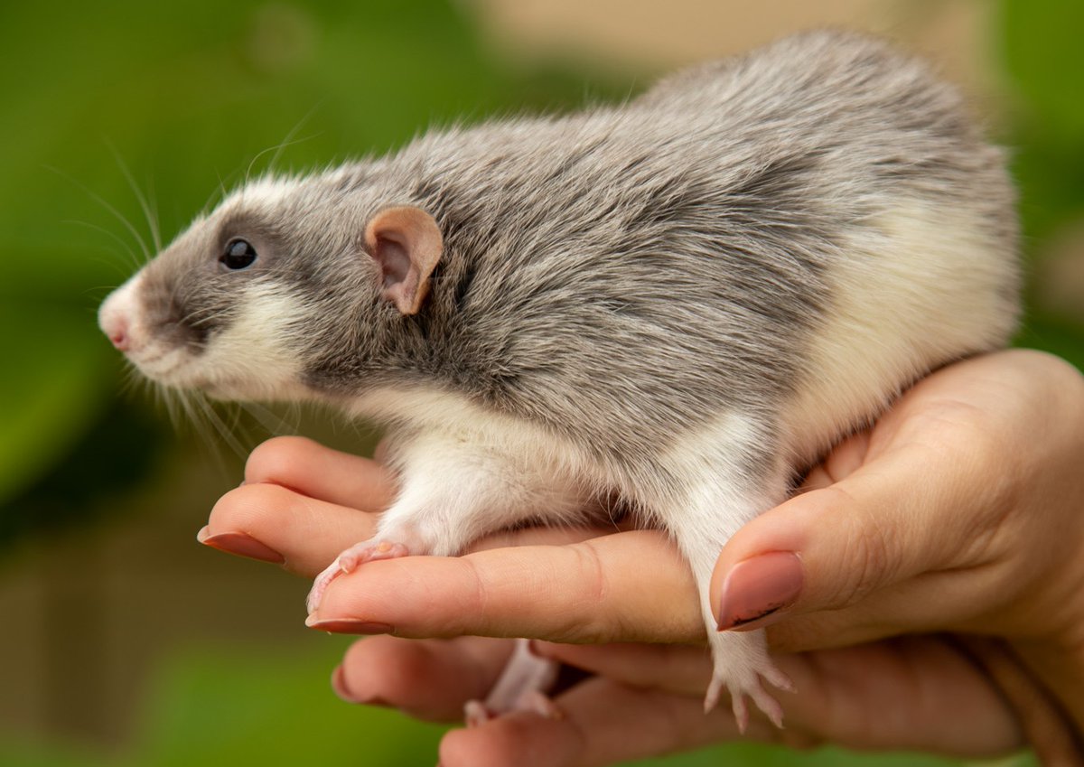Next for our Spooky Animals Debunked, we're highlighting our animal ambassador rats!🐀 DYK that rats are incredibly intelligent and sociable animals? People often think rats are dirty creatures, but it might surprise you that rats groom themselves more frequently than cats!