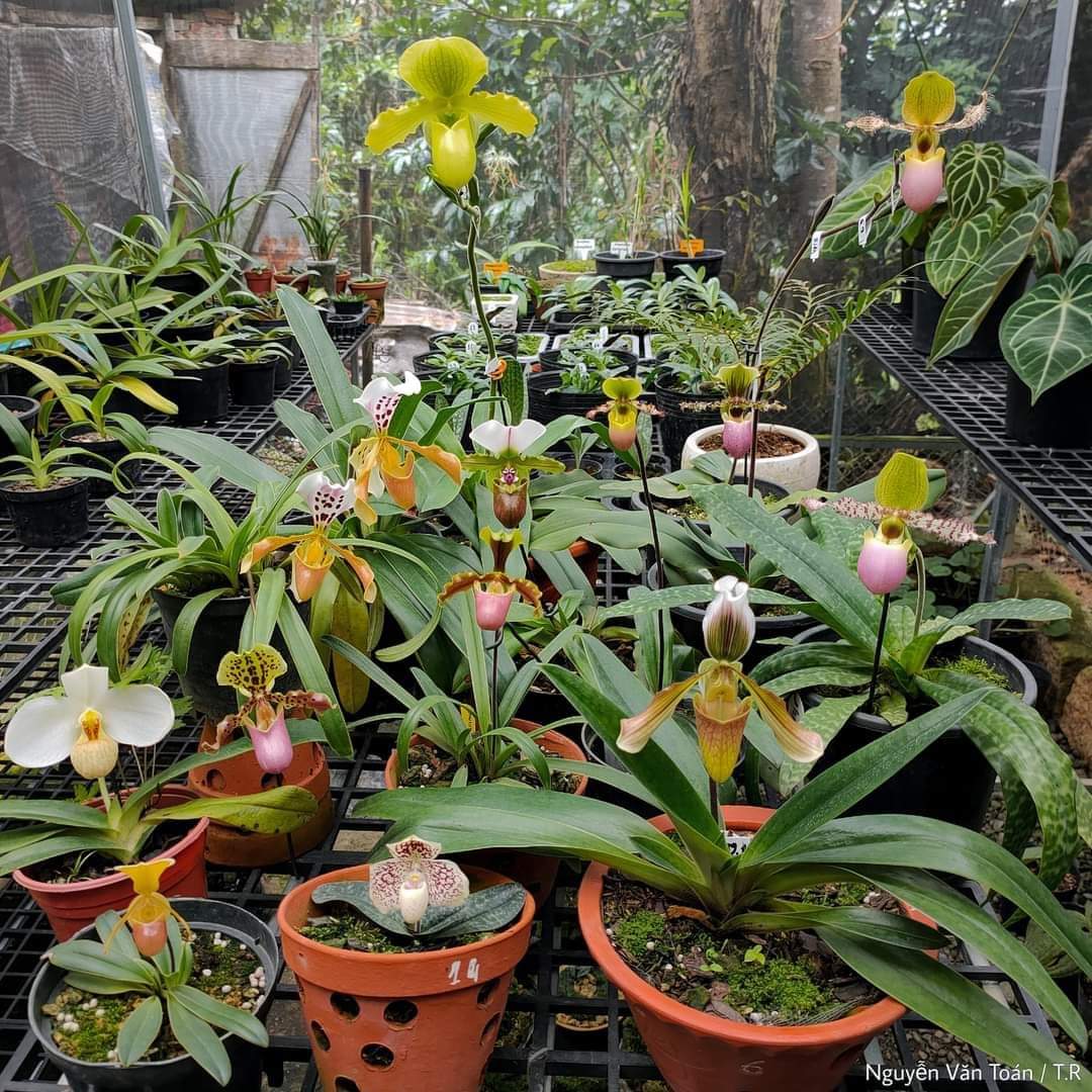 toanrom3198's tweet photo. Paphiopedilum https://t.co/rqGHekdlyO