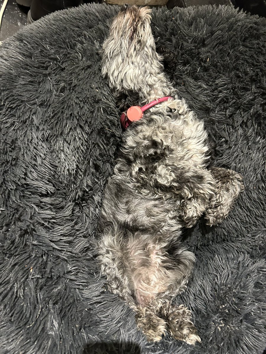 The hound has the right idea … Until, Monday.